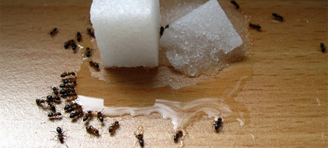 o-HOW-TO-GET-RID-OF-ANTS-facebook