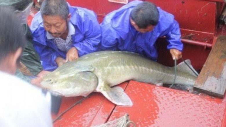 Peshkatarët e shokuar me peshkun misterioz, që e kapën në rrjet (Foto)