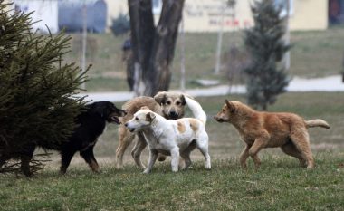 460 qen endacakë vriten me leje të Agjencisë së Veterinës