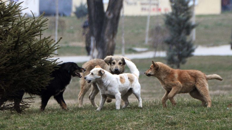 460 qen endacakë vriten me leje të Agjencisë së Veterinës