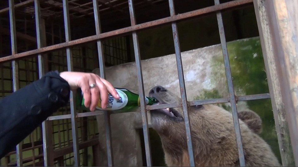 Beer-drinking Bear Tobi ALB 2016