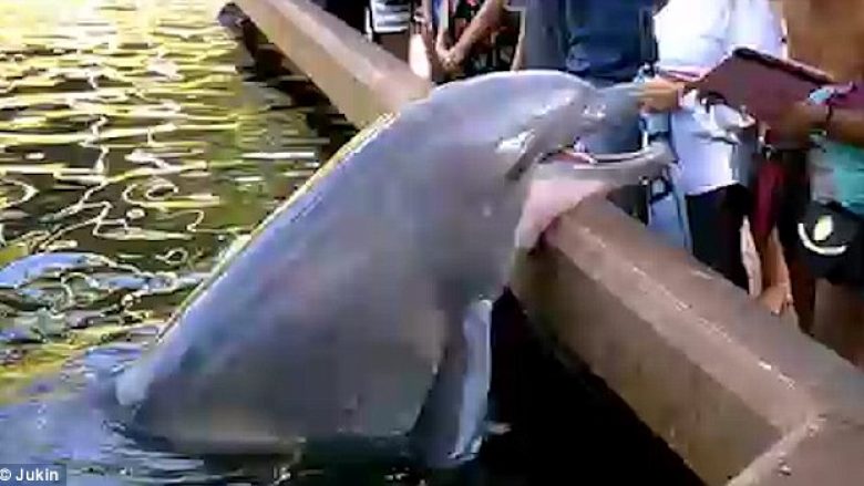Delfini ia ‘vjedhë’ nga duart iPad-in një gruaje (Foto/Video)