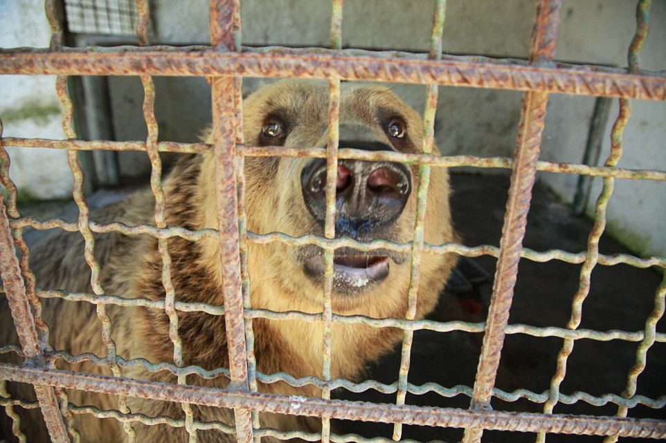 Investigation Captive Bears in Albania 2016