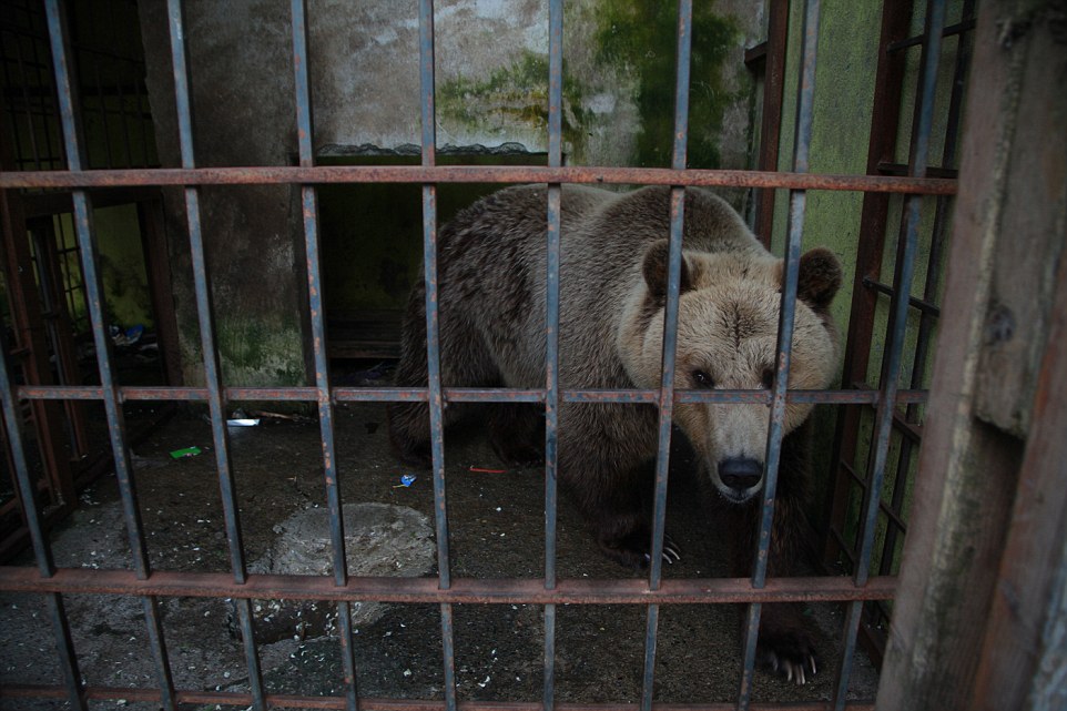 Investigation Captive Bears in Albania 2016