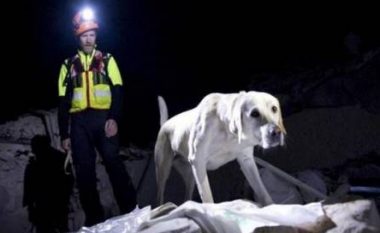Tërmeti në Itali, qeni nuk e braktis të zotin as pas vdekjes (Video)