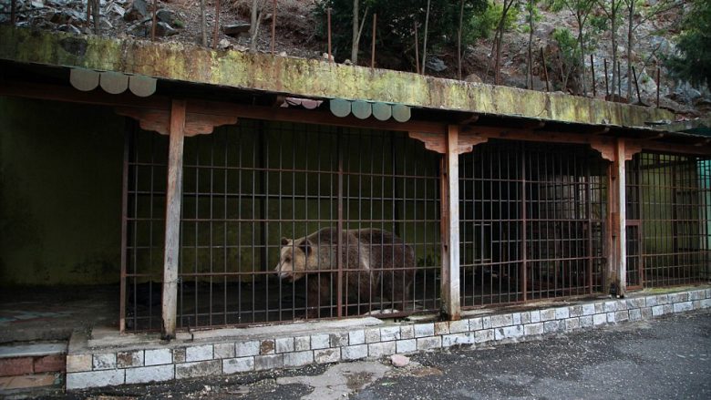 Shikoni çfarë u bëjnë arinjve në Shqipëri (Foto)