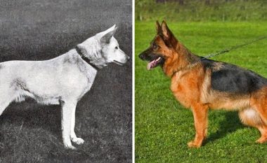 Si kanë ndryshuar racat e qenve përgjatë 100 viteve të fundit (Foto)