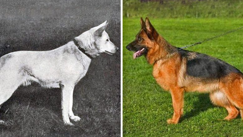 Si kanë ndryshuar racat e qenve përgjatë 100 viteve të fundit (Foto)