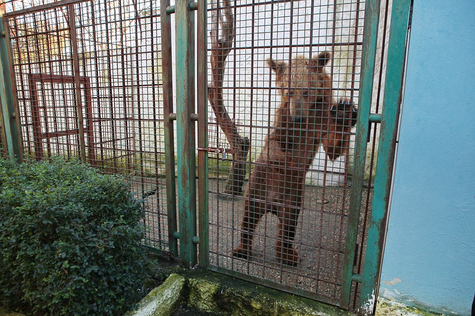 Investigation Captive Bears in Albania 2015