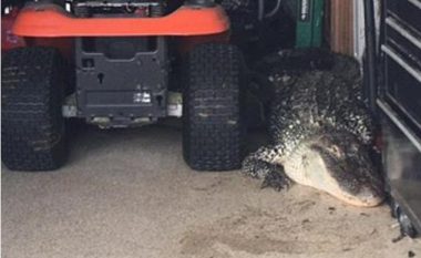 Brenda garazhit gjeti një krokodil gjigant (Video)