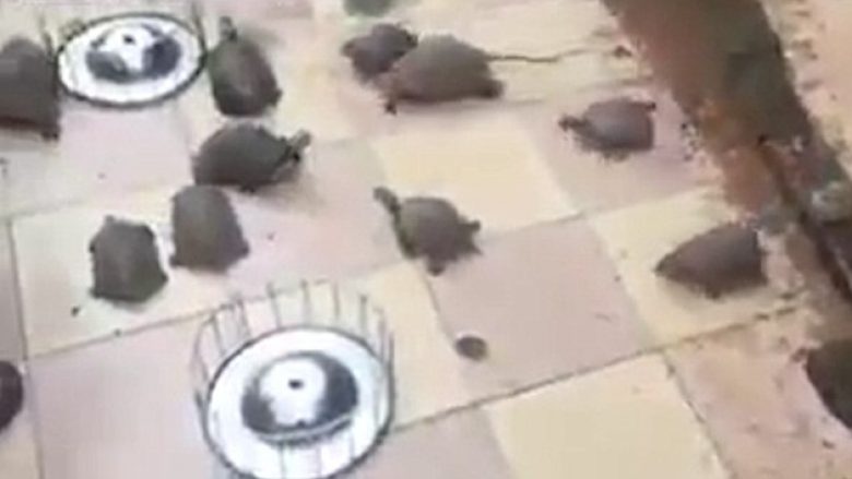 Breshkat nuk janë aq të ngadalta kur janë të uritura! (Video)