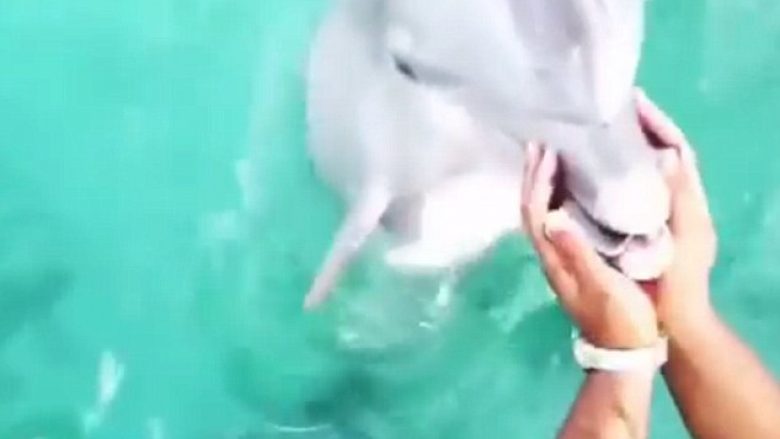 Delfini ia ktheu pronares, telefonin që i kishte rënë në ujë (Video)