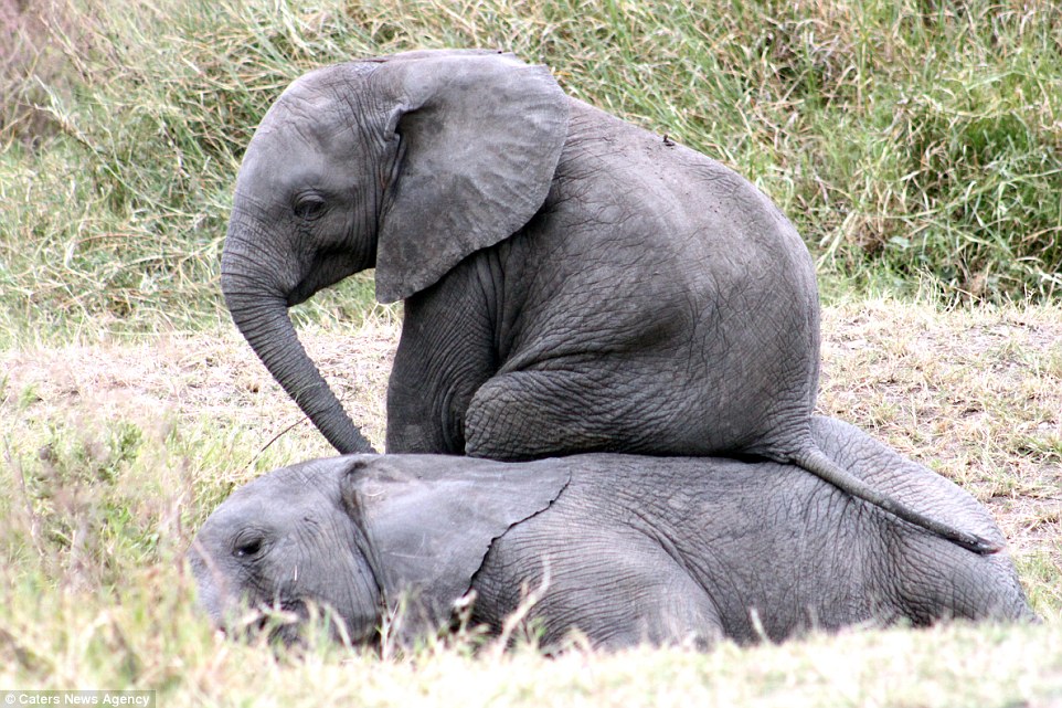Elefanti shfrytezues ulet ne shpinen e shokut te shtrire foto 2