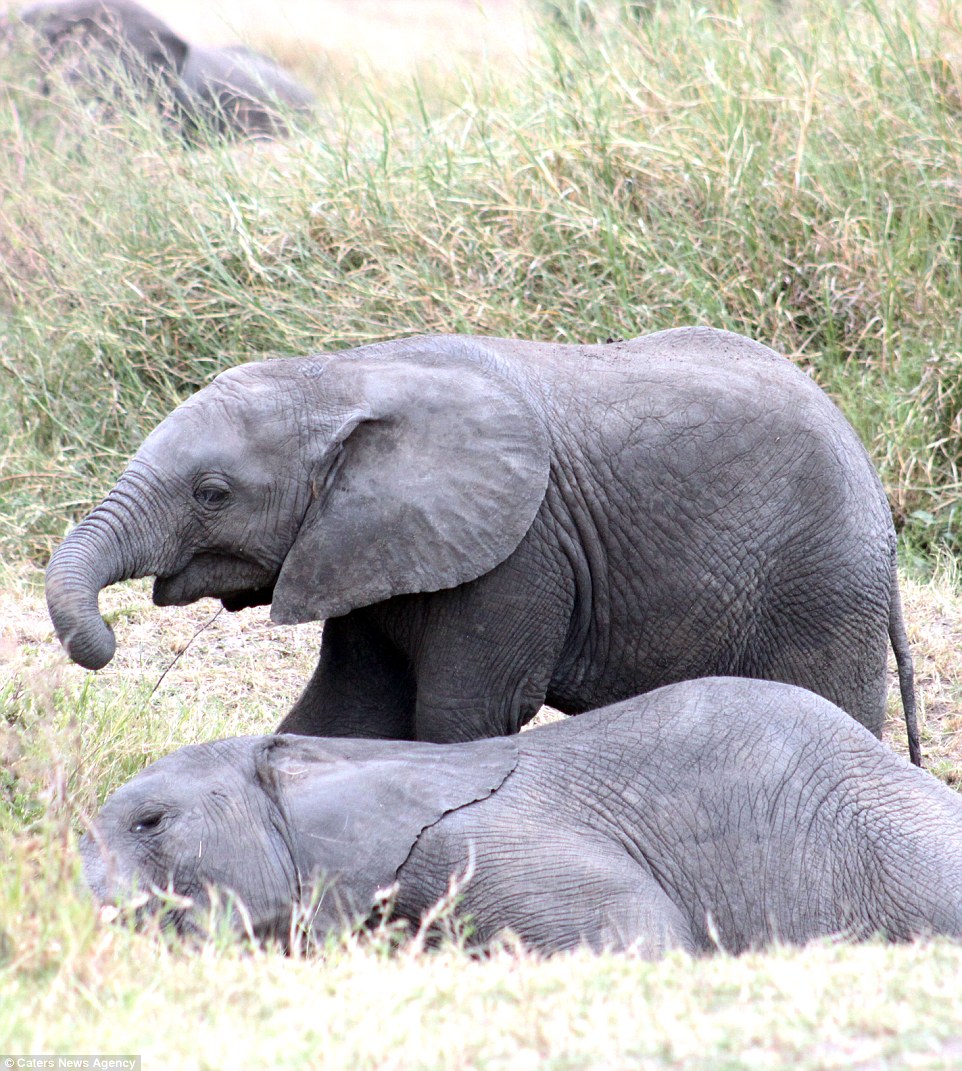 Elefanti shfrytezues ulet ne shpinen e shokut te shtrire foto 3