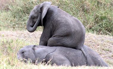 Elefanti ‘shfrytëzues’ ulet në shpinën e shokut të shtrirë (Foto)