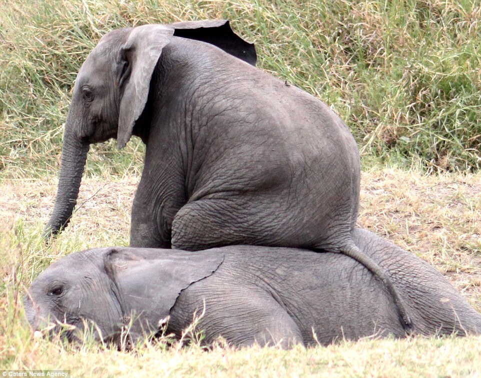 Elefanti shfrytezues ulet ne shpinen e shokut te shtrire foto 4