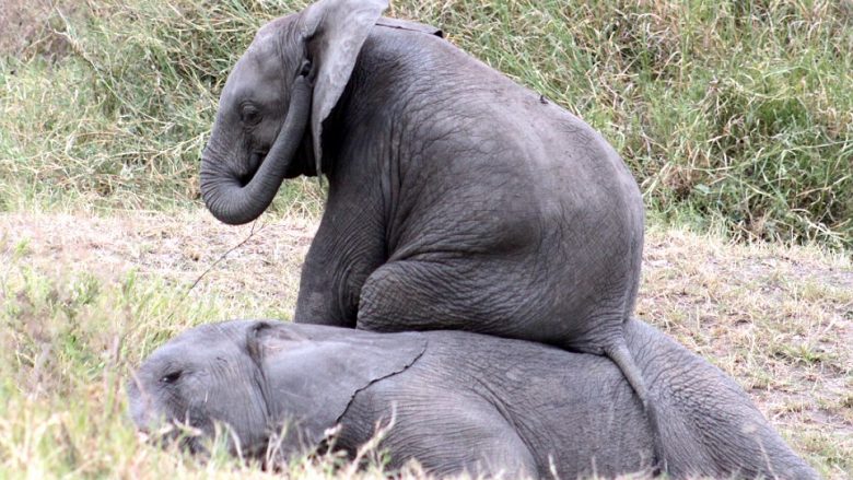 Elefanti ‘shfrytëzues’ ulet në shpinën e shokut të shtrirë (Foto)