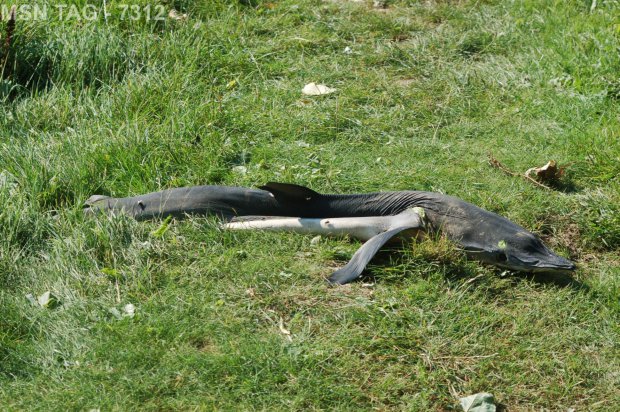 These shocking pictures show two blue SHARKS found with amputated tails after being washed up on a British beach. See SWNS story SWTAIL. Both corpses were found at Par Beach earlier this week and are believed to have been thrown away by fisherman. One of the sharks was a female but the other's sex is unknown.