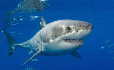 Misteri i peshkaqenëve të bardhë të mbytur, shfaqen mbi ujë të mbytur me plagë të njëjta (Video)