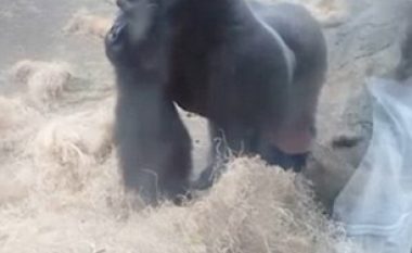 Gorilla jomiqësore sulmon vizitorët që po e fotografonin (Video)