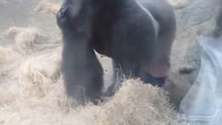 Gorilla jomiqësore sulmon vizitorët që po e fotografonin (Video)