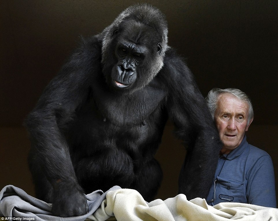 Kujdesen për gorillën afro 18 vjet pa iu larguar asnje çast foto 2