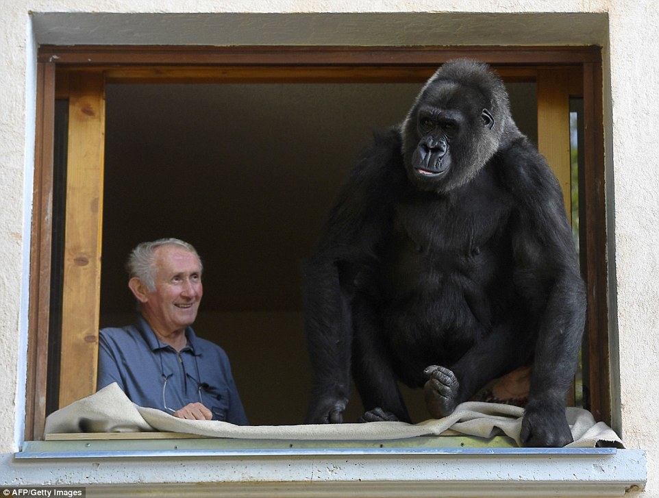 Kujdesen për gorillën afro 18 vjet pa iu larguar asnje çast foto 3