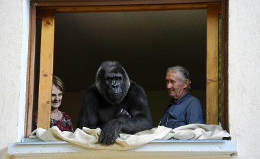 Kujdesen për gorillën afro 18 vjet, pa iu larguar asnjë çast (Foto)