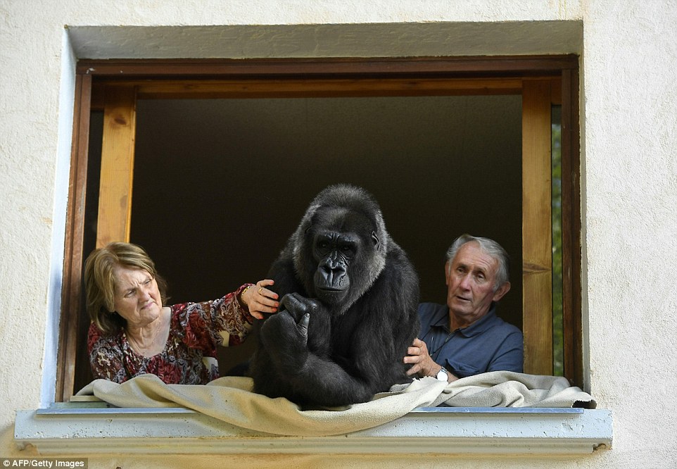 Kujdesen për gorillën afro 18 vjet pa iu larguar asnje çast foto 4