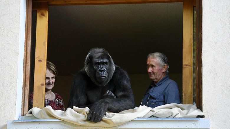 Kujdesen për gorillën afro 18 vjet, pa iu larguar asnjë çast (Foto)