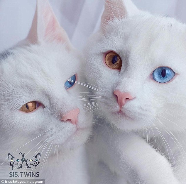 Macet që kanë sy me ngjyra të ndryshme jane popullarizuar shume ne rrjete sociale foto 2