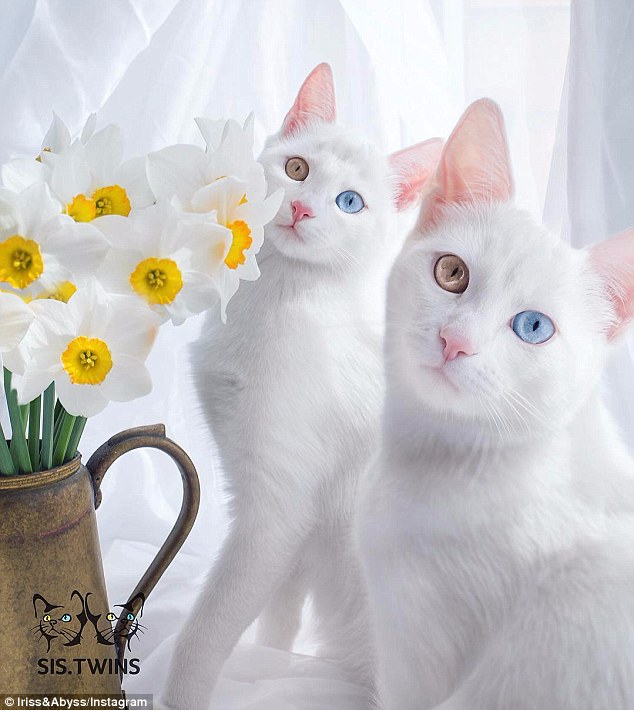 Macet që kanë sy me ngjyra të ndryshme jane popullarizuar shume ne rrjete sociale foto 3