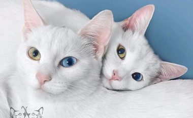 Macet që kanë sy me ngjyra të ndryshme, janë popullarizuar shumë në rrjete sociale (Foto)