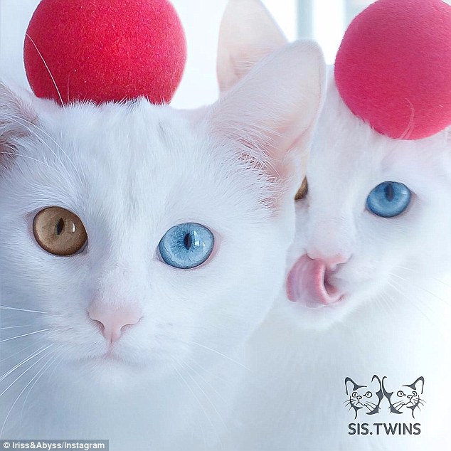 Macet që kanë sy me ngjyra të ndryshme jane popullarizuar shume ne rrjete sociale foto 4