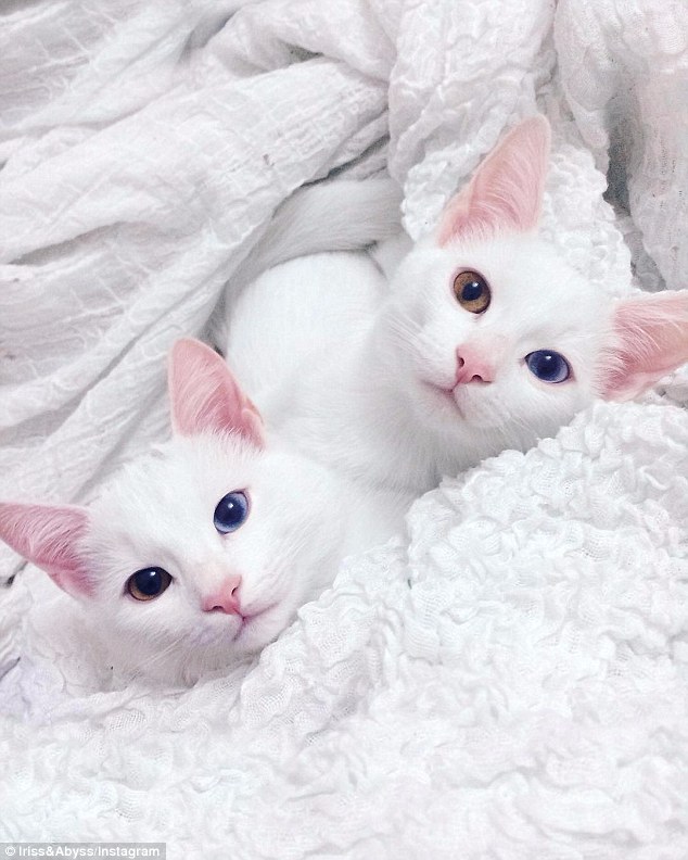 Macet që kanë sy me ngjyra të ndryshme jane popullarizuar shume ne rrjete sociale foto 7