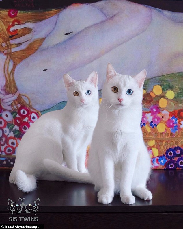 Macet që kanë sy me ngjyra të ndryshme jane popullarizuar shume ne rrjete sociale foto 8