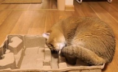 Macja e vendosur të fle në kutinë e papërshtatshme (Video)