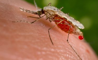 Panik në Greqi nga përhapja e malaries – Maqedonia e ndjek situatën