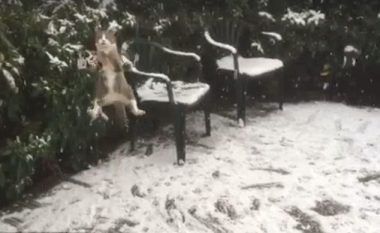 Maçoku në përpjekje të dëshpëruar, për të zënë borën që binte (Video)