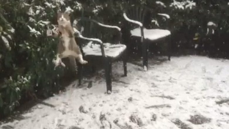 Maçoku në përpjekje të dëshpëruar, për të zënë borën që binte (Video)