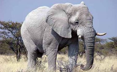 Metoda bizare, për të zmbrapsur elefantët pa i lënduar (Video)