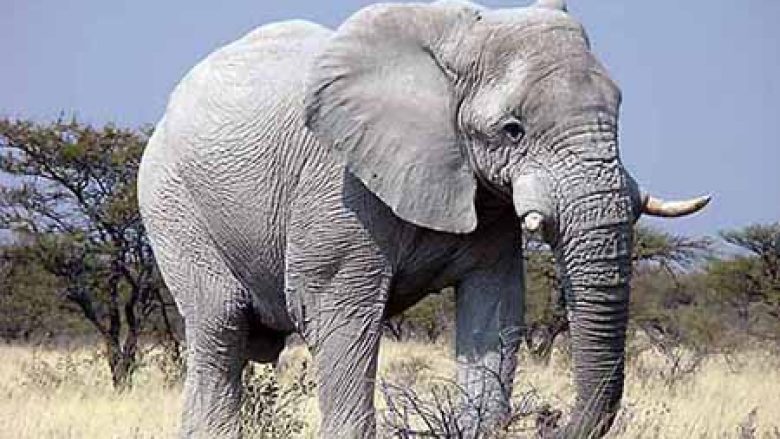 Metoda bizare, për të zmbrapsur elefantët pa i lënduar (Video)