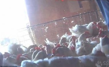 Mizori ndaj pulave të fermës (Video, +18)