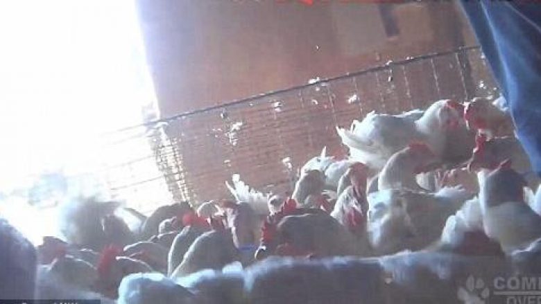 Mizori ndaj pulave të fermës (Video, +18)