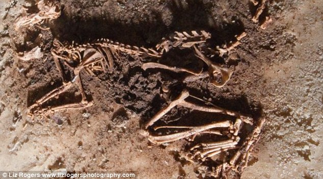 Pas 40 vitesh identifikohet fosili i krijesës misterioze i gjetur ne shpelle foto 2