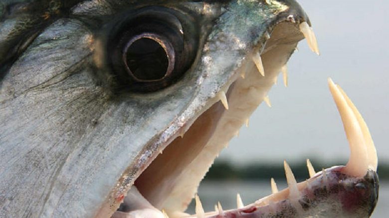 Peshqit e gjetur në liqenin e Dojranit nuk janë të rrezikshme për njerëzit