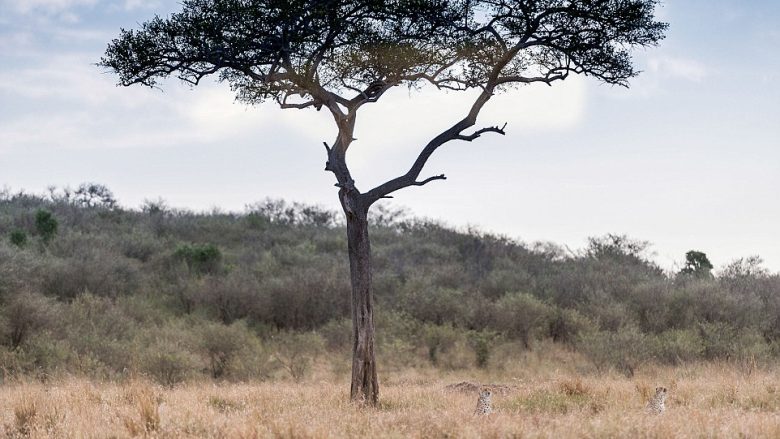 Plani dinak i shtazëve për ta zënë prenë: Provoni ta gjeni leopardin e tretë! (Foto)