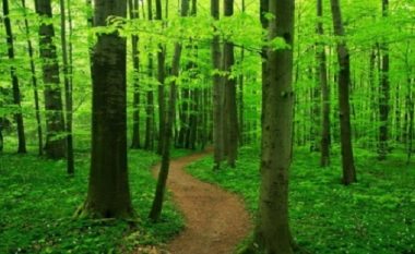Ekspertët e pylltarisë kërkojnë kthim të Fondit për pyje