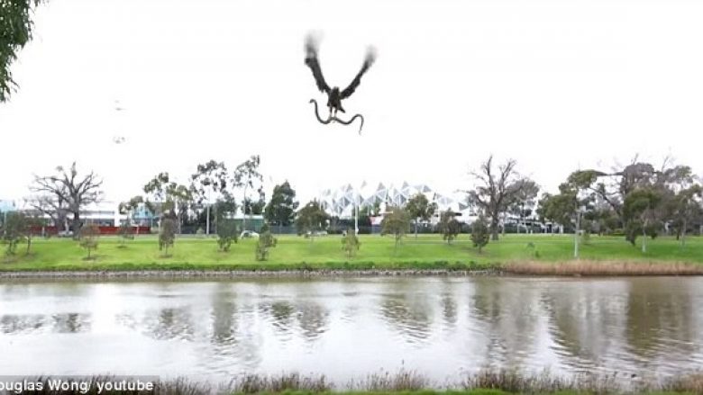 Shqiponja hodhi një gjarpër afër familjarëve që po pushonin pranë lumit (Video)