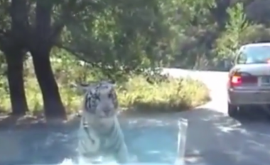 Në pamundësi për të shqyer njeriun, tigri bën të papriturën (Video)